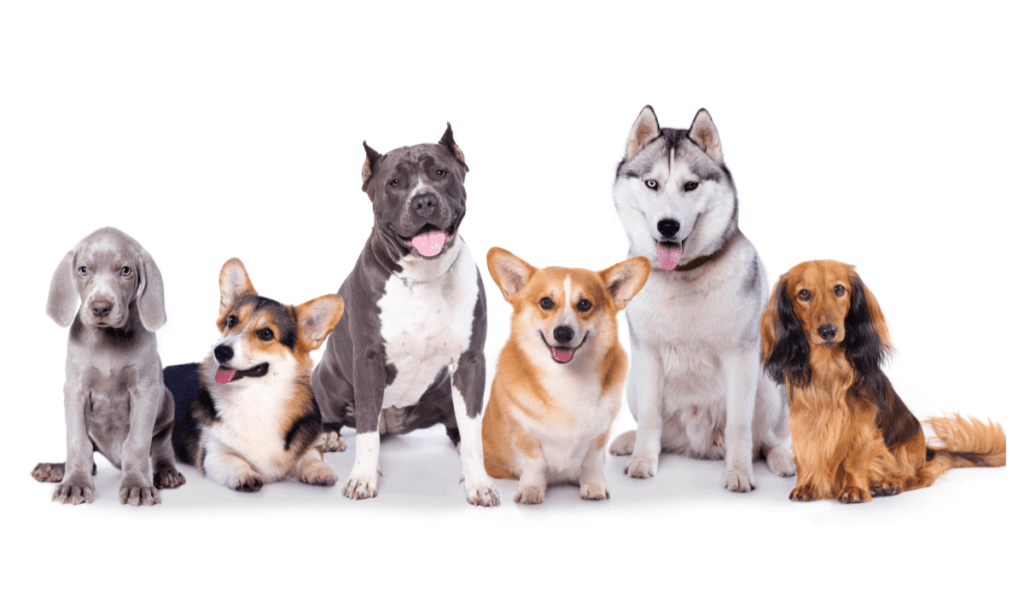 Top 17 Dog Breeds - Discover The Ultimate Guide