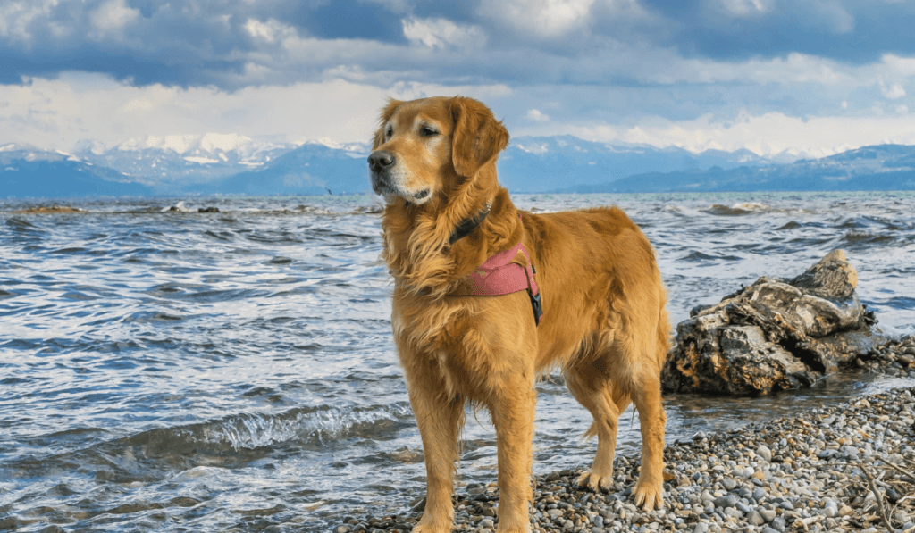 Golden Retriever Info - Temperament, Life Expectancy, Size, Puppies, Pictures