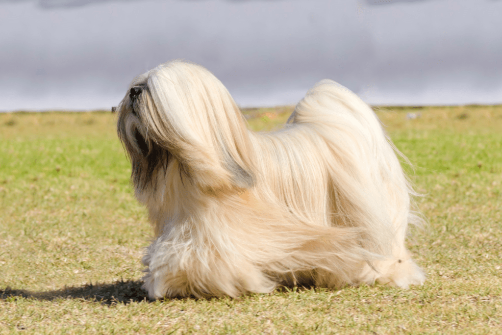 Apso - Uncover the Vibrant History of this Ancient Dog Breed