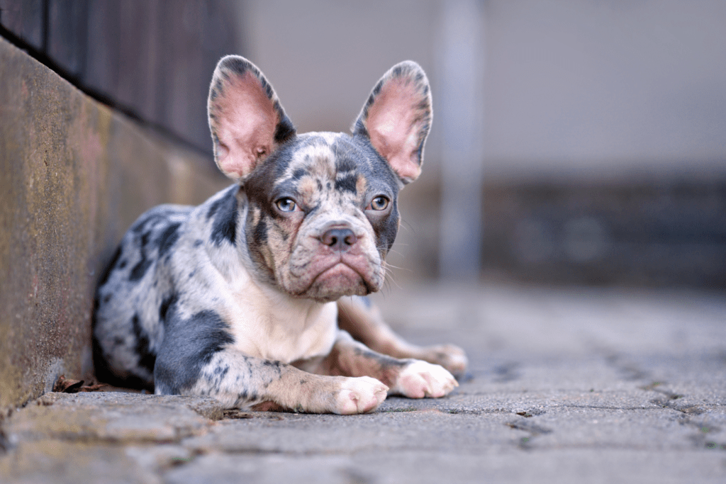 Blue Merle French Bulldog