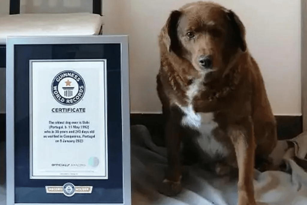 World's Oldest Living Dog - Meet the Canine Record-Breaker