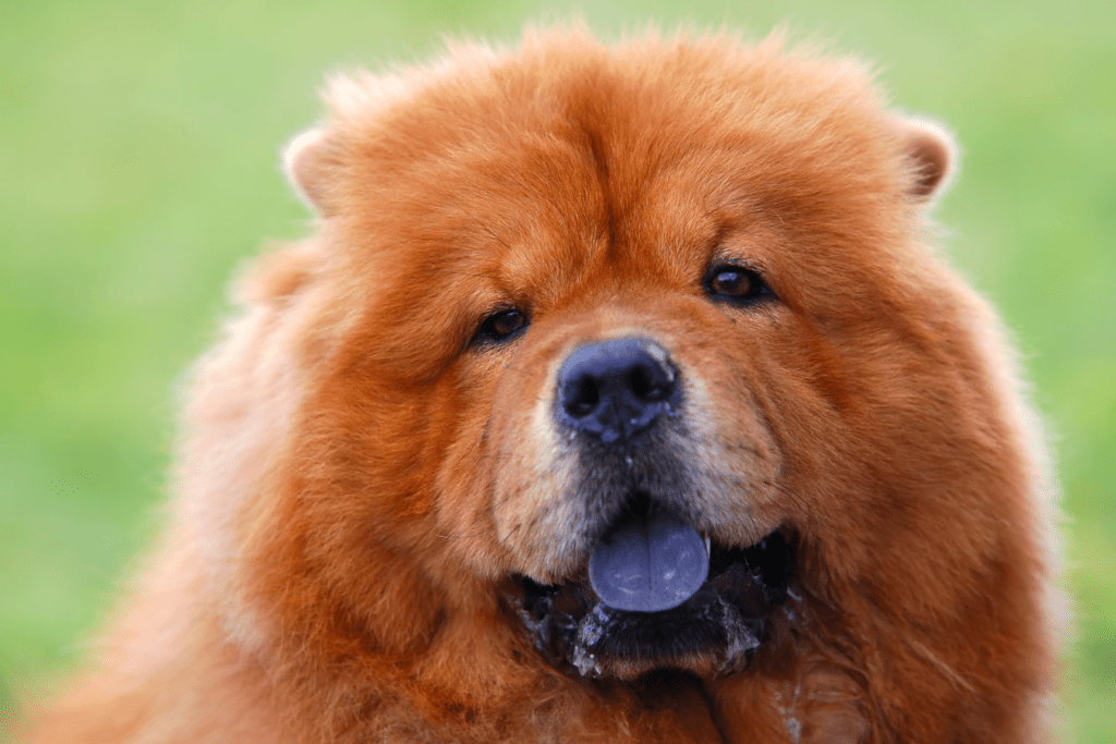 Cantonese Bear Dog - Unveiling the Mighty Yet Gentle Canine Companion