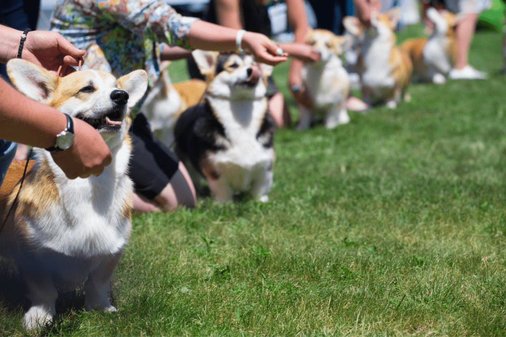 Crufts 2024 - The Ultimate Dog Show Experience