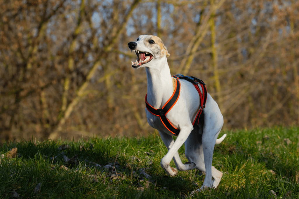 English Greyhound - Learn about this Elegant and Graceful Breed