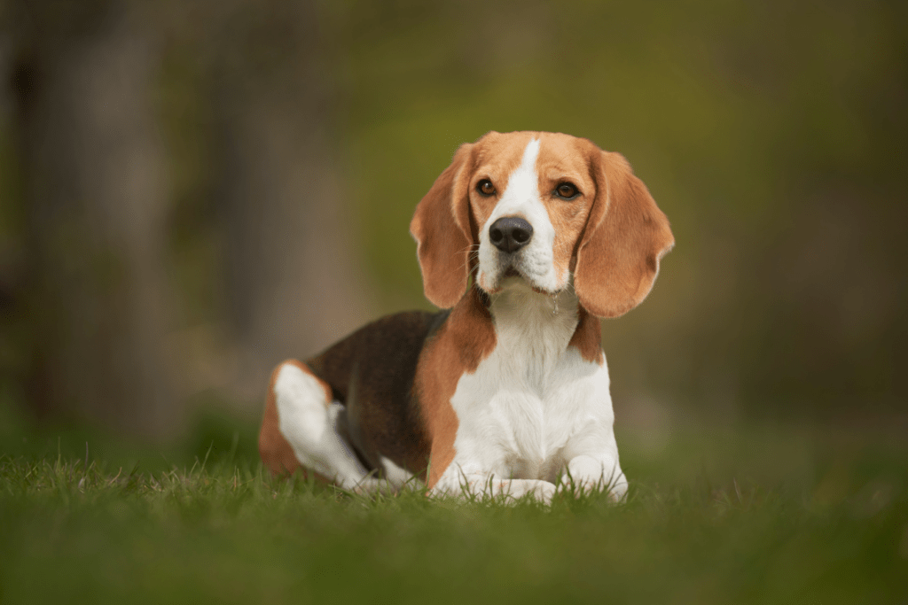 Envigo Beagles - Discover the Joy of Owning a Beagle