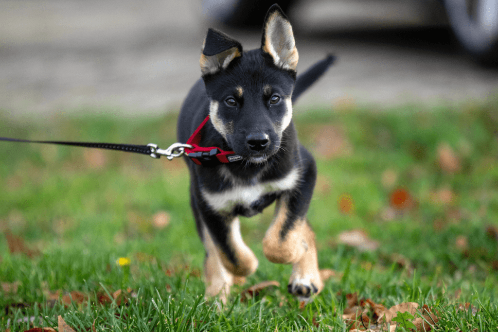 Gerberian Shepsky - Unravel the Beauty and Intelligence of this Hybrid Dog