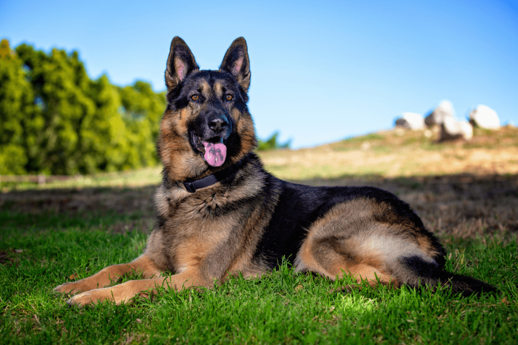 German Shepherd Dog Price - How Much Does a German Shepherd Dog Cost?