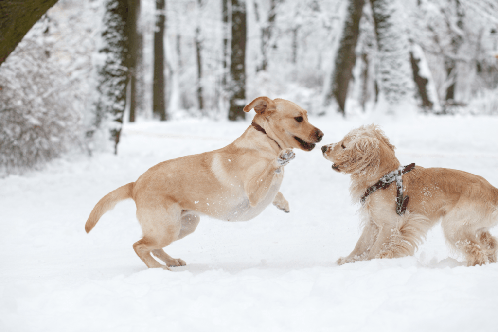 Gone to the Snow Dogs - Embarking on a Winter Adventure