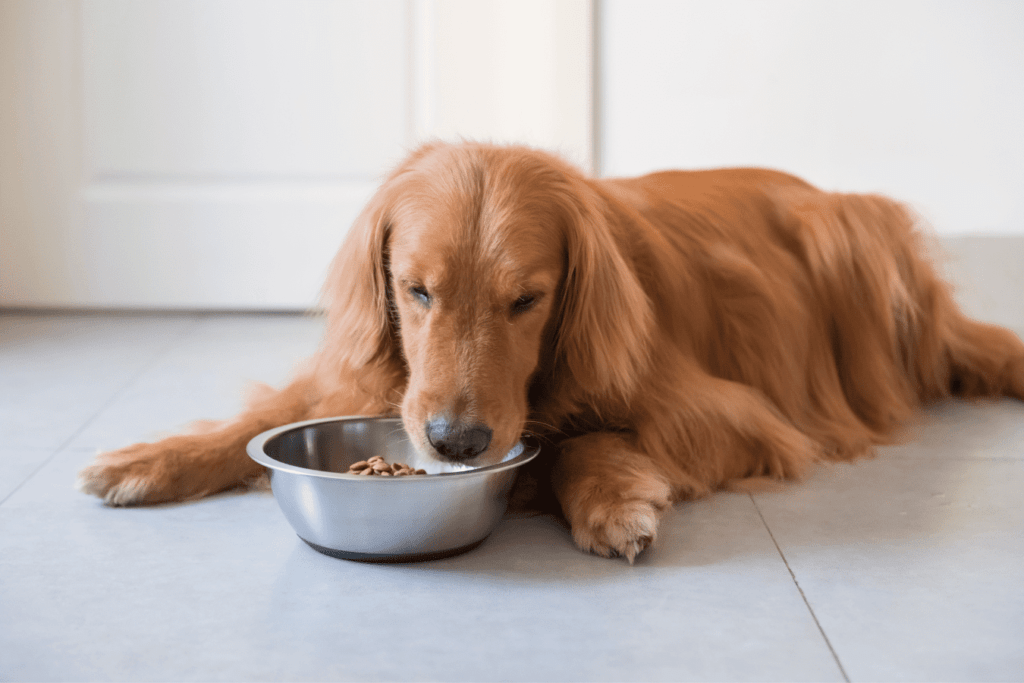 Kelley the Dog - Meet the Adorable Canine Star