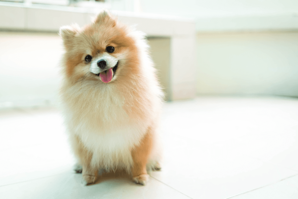 Micro Pomeranian - Discover the Tiniest Pomeranian Companion