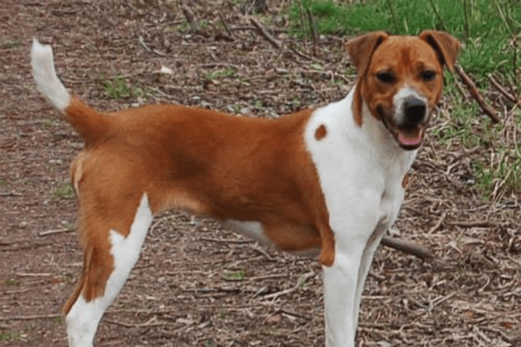 Plummer Terrier - Meet the Brave and Agile Working Dog