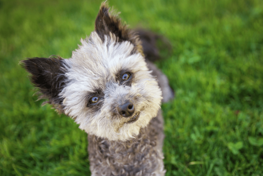 Poodle Rescue - Find Loving Homes for Rescued Poodles