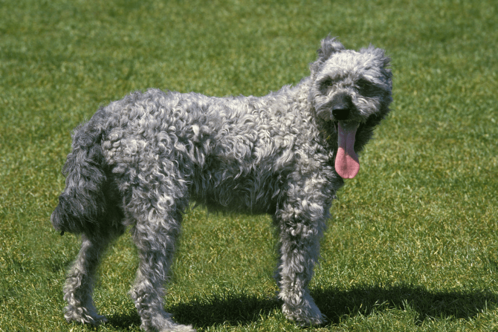 Pumi Dog - Unravel the Charms of this Hungarian Breed
