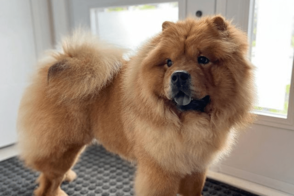 Red Cantonese Bear Dog - Uncover the Unique Charm of this Rare Breed