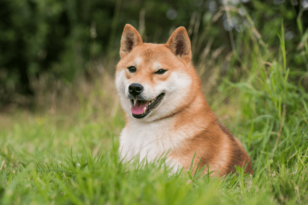 Shiba Inu Dog Price - Unveiling the Cost of These Unique Canine Companions