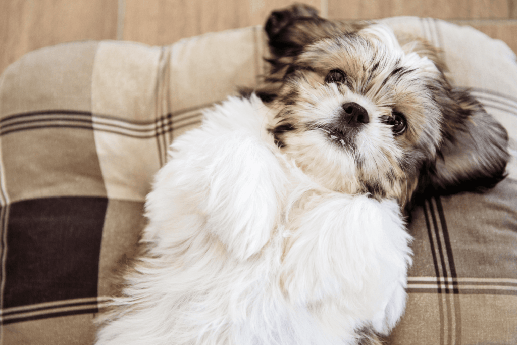 Shih Tzu Rescue - Find Your New Furry Friend