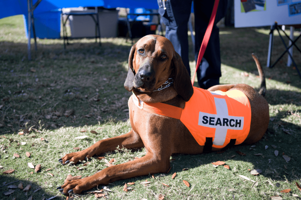 Trumpet the Bloodhound - Unleash the Power of the Mighty Canine Hunter