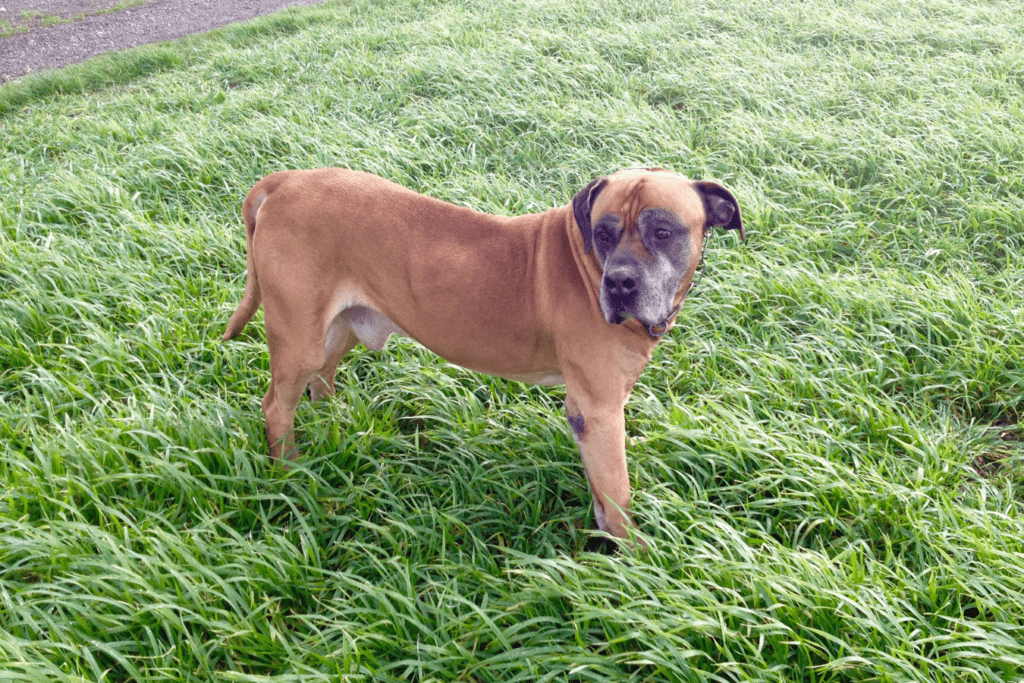 African Mastiff - Uncover the Mighty Canine of Africa