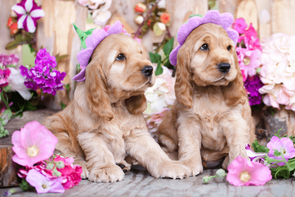 Working Cocker Spaniel Puppies - Find Spirited Hunting Companions